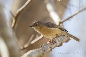 Image result for Newtonia