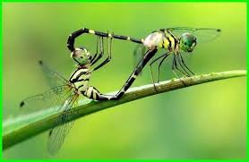 Capung Kawin Reproduksi Capung Ekor9 Com Hewan Mengerikan Aneh