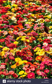 Sie ist ursprünglich in warmen und tropischen gebieten südafrikas und asiens beheimatet. Farbenfrohe Gerbera Blumen Im Garten Stockfotografie Alamy