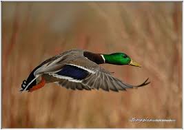 Subclass Galloanserae Order Anseriformes Mallard Anas Platyrhynchos In Flight Pet Birds Mallard Birds In Flight