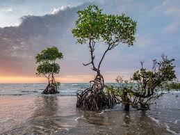 Indonesia sendiri merupakan salah satu negara yang memiliki bentang alam hutan bakau yang terluas. Keroyokan Jaga Eksistensi Mangrove Di Indonesia Sambil Perangi Perubahan Iklim Lifestyle Liputan6 Com