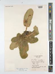 Image result for Alepidea