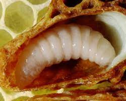Wilson in scientific terms, bees ar. Replace Baby Bees With Bee Larvae Minecraft Feedback