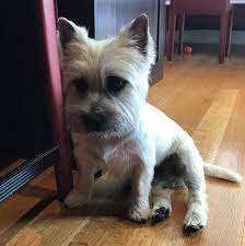 12 Best Cairn Terrier Haircuts For Dog Lovers The Paws Cairn Terrier Puppies Cairn Terrier Carin Terrier Puppies