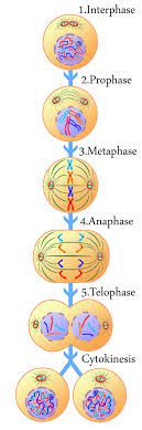 Cell Cycle Cell Cycle Mitosis Science Cells