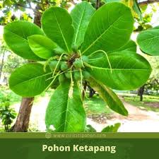 Maybe you would like to learn more about one of these? Ciri Tanaman Ketapang Yang Wajib Diketahui Ciriciripohon Com