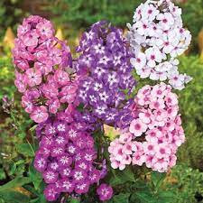 Pin On Garden Possibilities