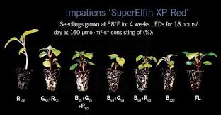 Plants like red light with wavelengths of about 640 to 675 nanometers (nm). Growing Seedlings Under Leds Part Two Greenhouse Grower