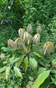 Image result for Sericorema sericea