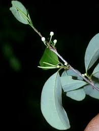 Image result for Erythroxylaceae