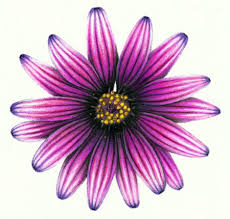 Art print by rosemary calvert. Coloured Pencil Drawing Lessons From Unit 5 Of The Complete Drawing Certificate Course