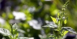 Wenn in ihrem garten minzarten wachsen, müssen sie die pflanzen immer wieder reduzieren. Minze Pflege Und Standort Anbau Im Garten Und Auf Dem Balkon