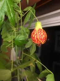 Image result for Abutilon sp.no.2