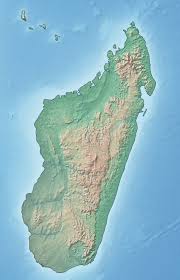 Image result for Phyllanthus bernierianus