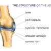 Bones in human body provide basic structural shape and support. 1