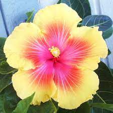 Pin On Gardening