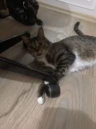 pin on kedi