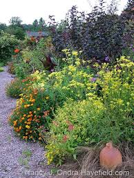 Patrinia Scabiosifolia Tagetes And Physocarpus Opulifolius Monlo Diabolo In Front Garden Middle Path Border At Hayefiel Association De Plantes