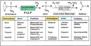 Endogene biogene amine sind z.b. Http Www Uhrmacherinstitut De Fileadmin User Upload Seminar Biochemie Aminosaeuren Huebbers Pdf