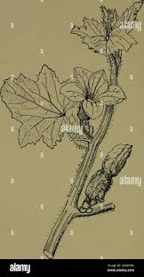 Image result for Montinia