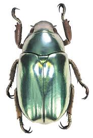 The author explains it to be a filipino children's sport. Today We Re Learning About Beetles Beautiful Bugs Bugs And Insects Beetle Insect