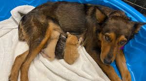 According to the gainesville sun, kya benjamin, 21. Rescue Dog Adopts Kittens After The Tragic Death Of Her Own Puppies