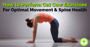 It stretches the back torso and neck the spinal movement of the two poses stimulates the kidneys and adrenal glands. Cat Cow Progressions For Optimal Spine Health Family Health Chiropractic