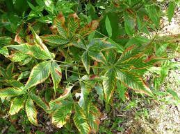 Maybe you would like to learn more about one of these? What S Wrong With My Plant Garden University Of Minnesota Extension