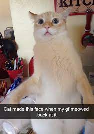 Funny Cats Of Instagram Cute Funny Animals Funny Animals Cute Animals