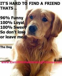 Pin On Love Dogs