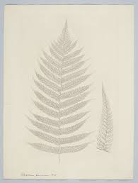 Image result for Pneumatopteris