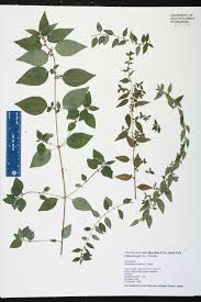 Image result for Pouzolzia