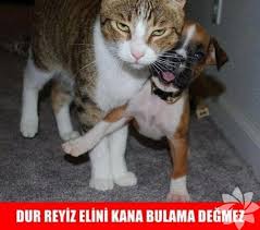 En Komik Kedi Caps Leri Yasam