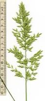 Image result for Eragrostis phyllacantha