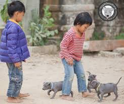 ส น ขไทยหล งอาน ขายส น ขไทยหล งอาน ล กส น ขไทยหล งอาน จำหน ายส น ขไทยหล งอาน ไทยหล งอานราคา ไทยหล งอานน ส ย หมาไทยหล งอาน หมาหล งอ