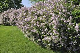 Maybe you would like to learn more about one of these? Lilac Tree Vs Lilac Bush Difference Between Lilac Trees And Lilac Bushes