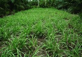 We did not find results for: Membuat Pakan Kambing Fermentasi Hijauan Tips Ternak Kambing