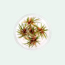 Image result for Eriocaulon