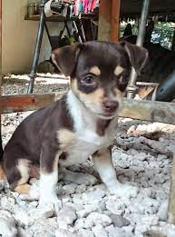 If you are looking for puppies for sale or a particular stud dog in your area you can also check our puppies for sale and stud dog sections. Purebred Short Hair Chihuahua Puppies For Sale Latte Litter 2018 Polina S Pet Paradise