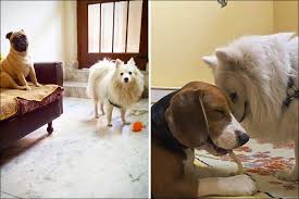 Check spelling or type a new query. Feels Like Home Boarding Facilities In Gurgaon For Your Pet