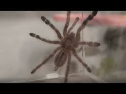 Image result for Blue Lightning 2005 Spider