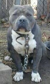 1 Blue Brindle Girl Razor Edge Pitbull Puppie For Christmas 26894460 Jpg 189 318 Blue Brindle Pitbull Bully Dog Pitbulls