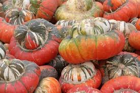 15 Winter Squash And Pumpkins Varieties