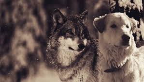 Wolf Vs Dog What S The Difference Dog People Usa Dog Dog Behavior