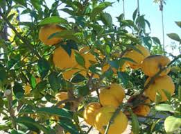 Use the key to species, which is based on leaf how to recognise australian tree families and genera. The Great Citrus Avocado Pre Order Phoenix Perennials And Specialty Plants