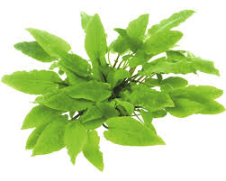 Cryptocoryne longicauda (with the long tail) was collected by odoardo beccari in sarawak and described by engler in 1879. Breiblattriger Wendts Wasserkelch Cryptocoryne Wendtii Broad Leaf In Vitro Bei Hornbach Kaufen