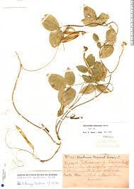 Image result for Centrosema pubescens
