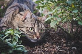 Wie bei manchem hausmitteln gegen katzen wundert man sich manchmal, warum man ausgerechnet mit diesem oder jenem katzen vertreiben kann. Katzen Aus Dem Garten Vertreiben 8 Tipps Und Tricks Hausmittel