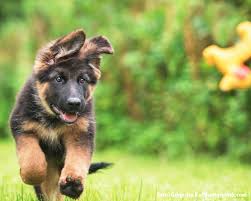 594 likes · 1 talking about this. Zoo Co Der Deutsche Schaferhund