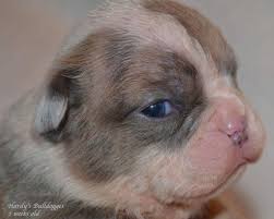 For years my mama dogs would give birth to gray puppies and after three weeks they would turn fawn. Blue Fawn Brindle Olde English Bulldog Male Puppy For Sale In Richmond Virginia Classified Americanlisted Com